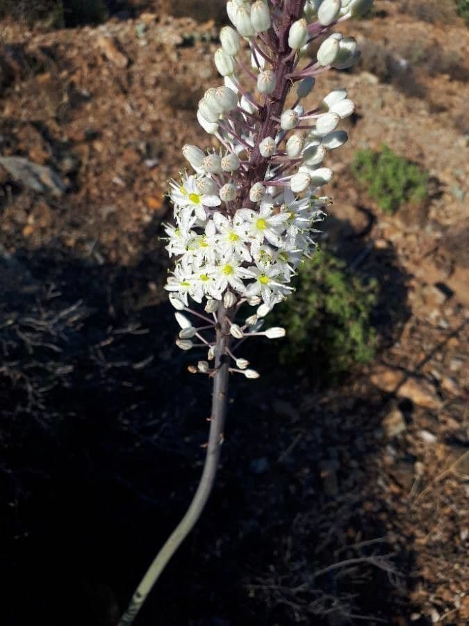 Scilla marittima 6