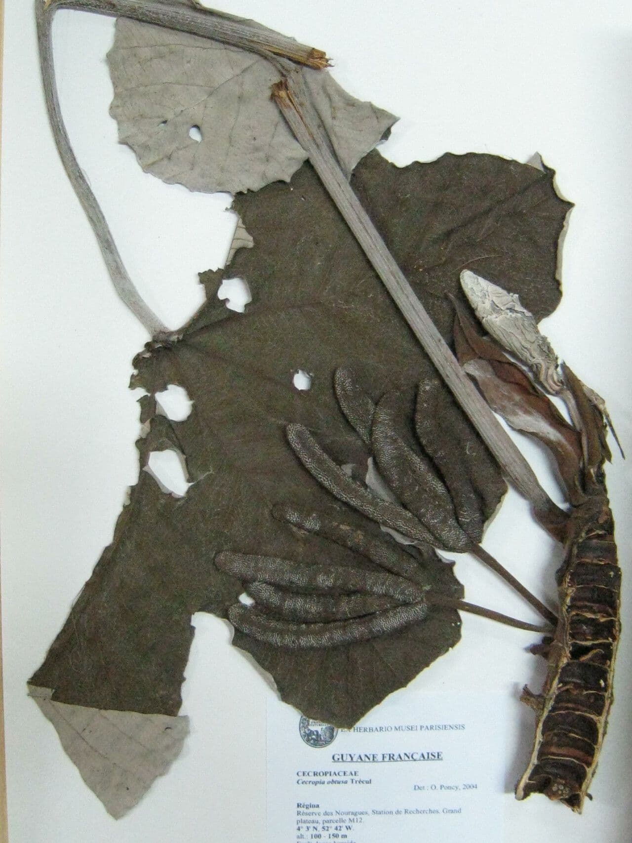Cecropia 17