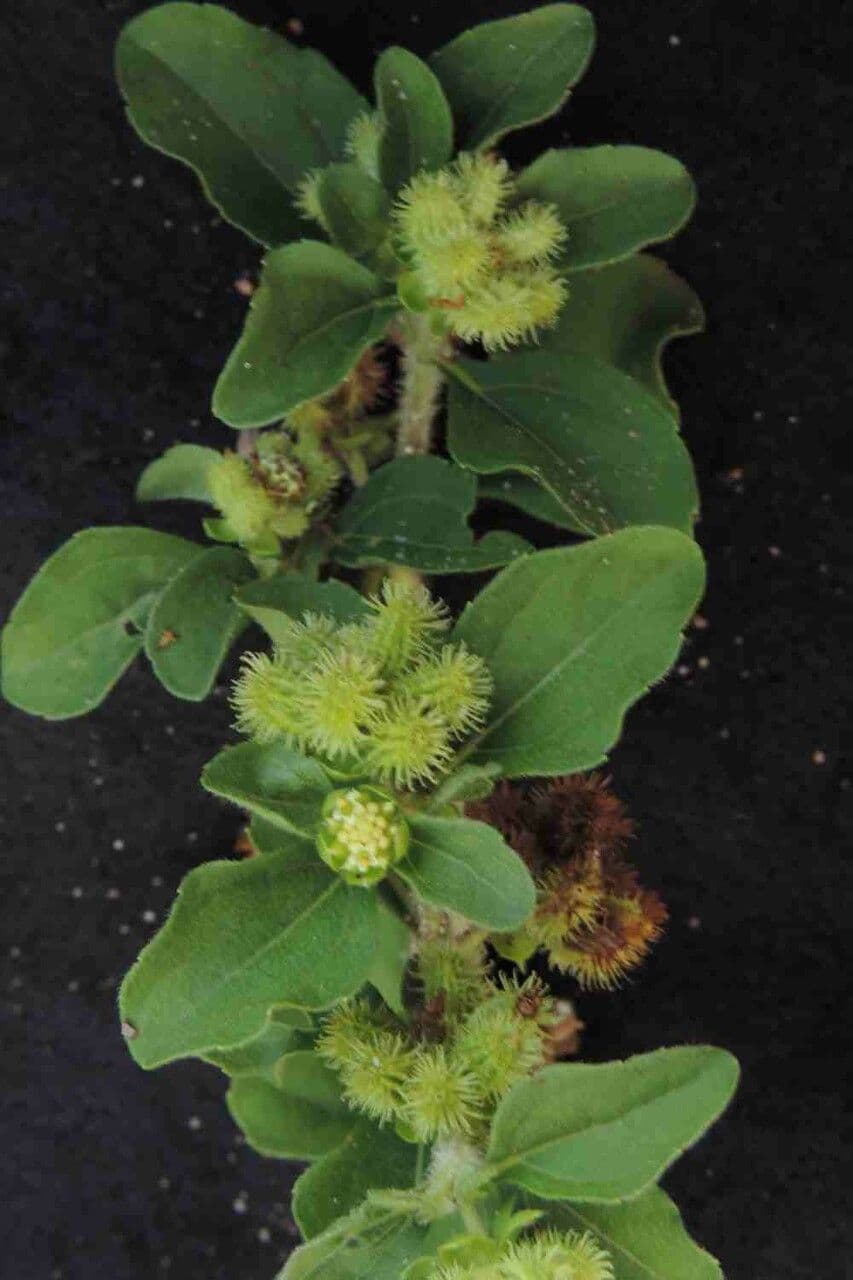 Acanthospermum australe 3