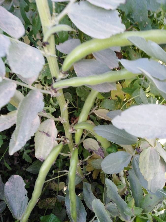 Ackerbohne 4