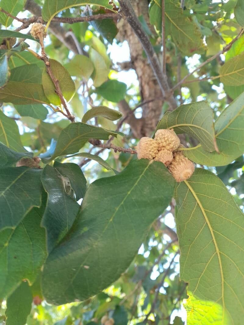 Quercia bianca polymorpha