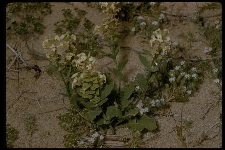 Dithyrea californica 12