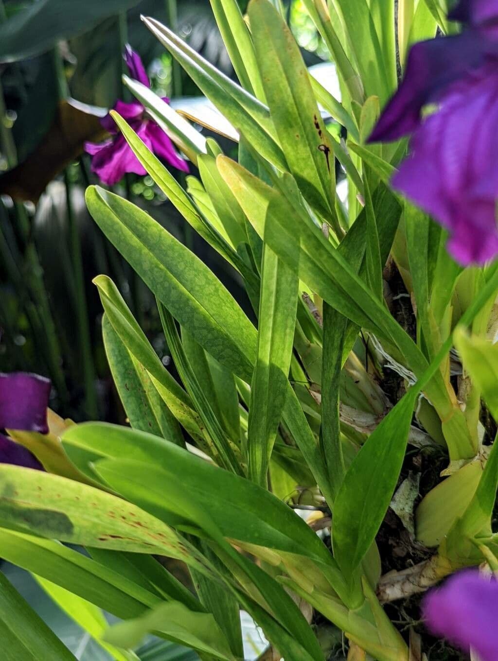 Miltonia 7