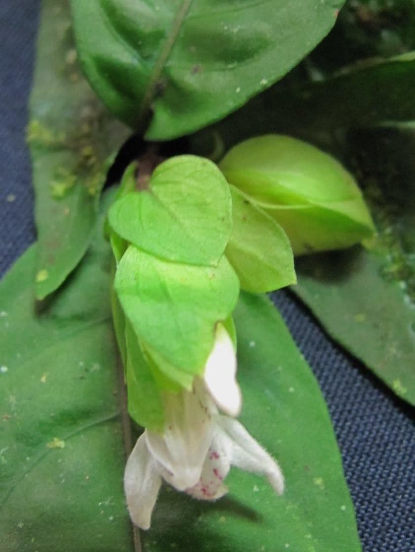 Herpetacanthus