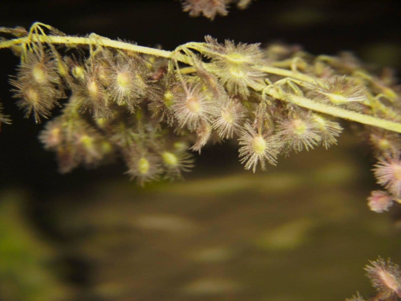 Heliocarpus 3