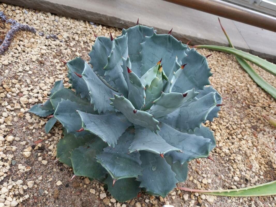 Agave 2