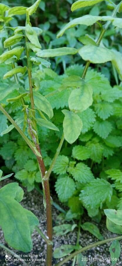 Rucola 23