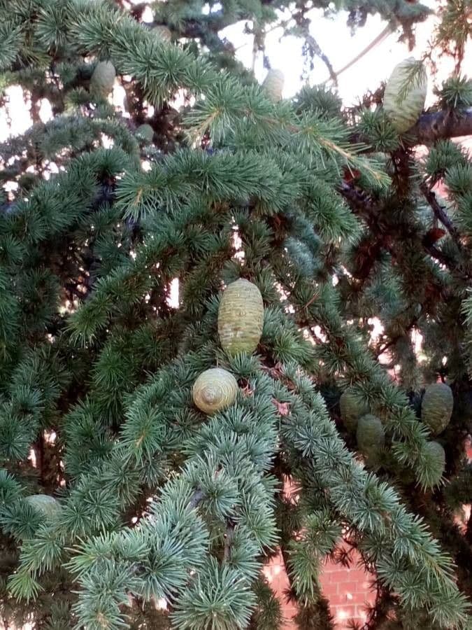 Cedro dell'Atlante 6