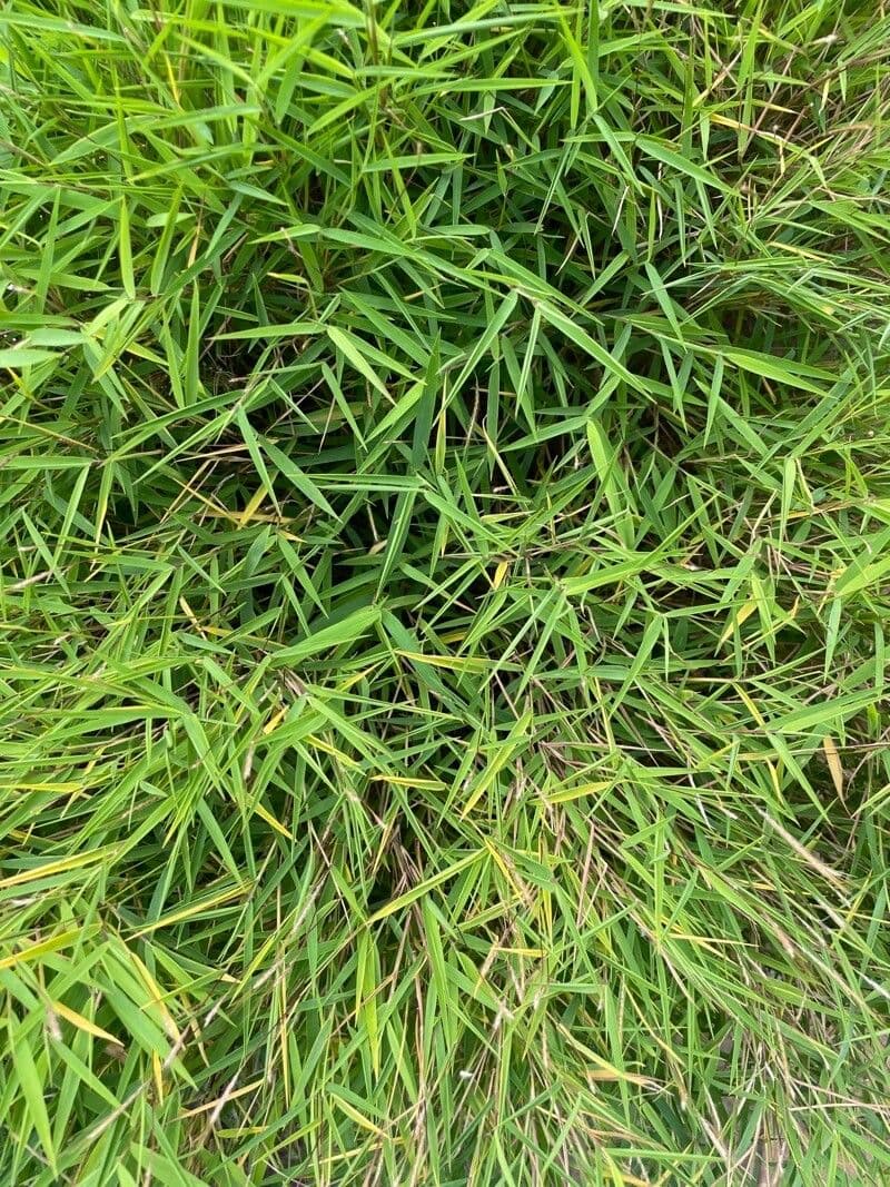 Pogonatherum 8