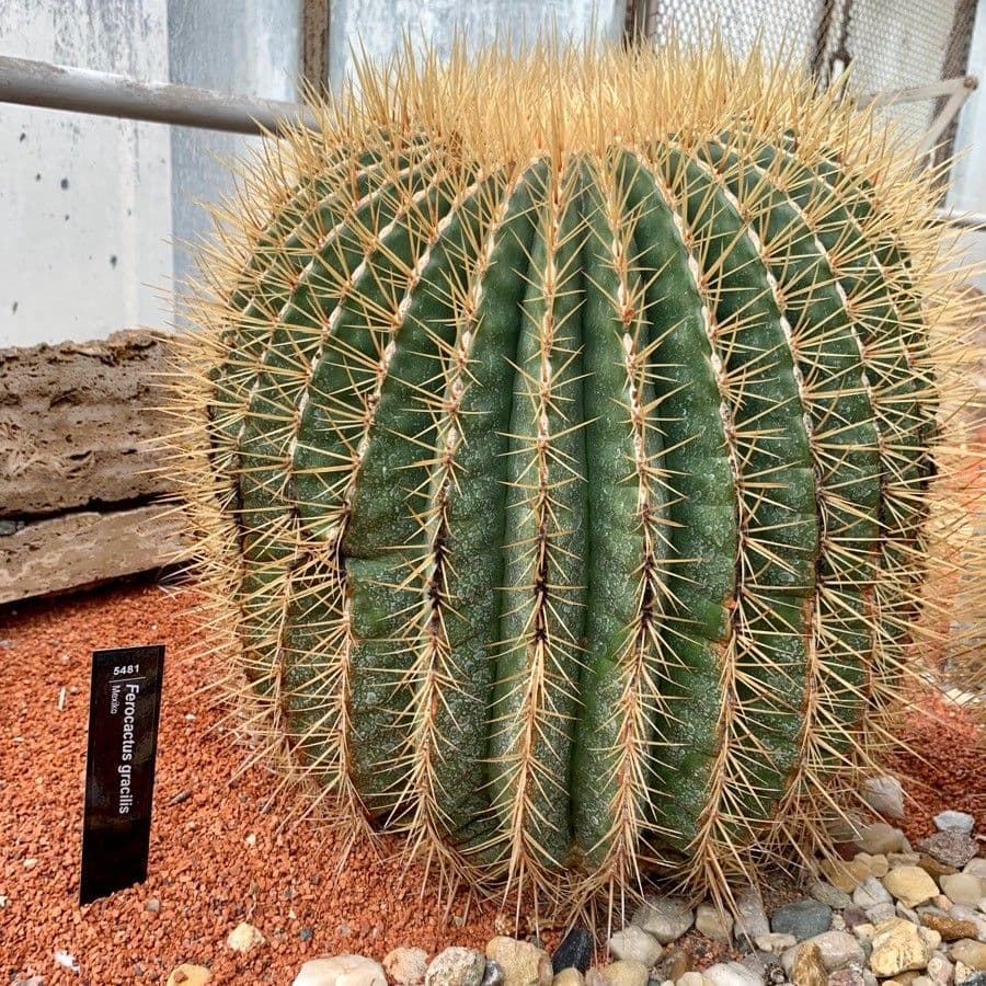 Feroctus 2