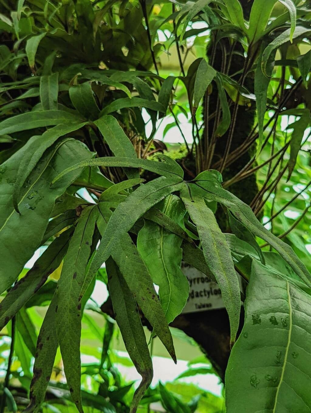 Pyrrosia