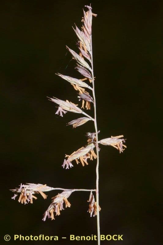 Festuca marginata 6