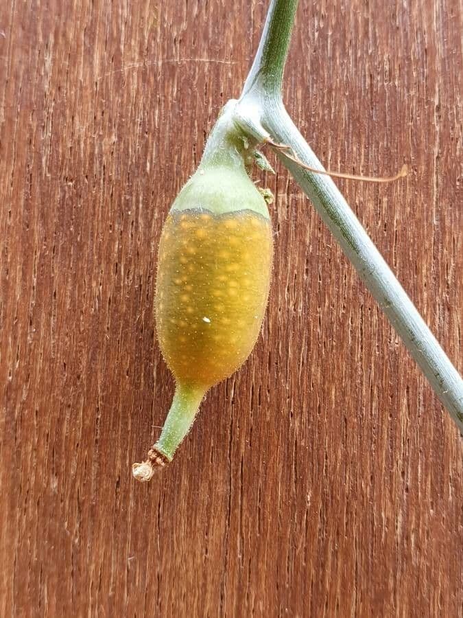 Corallocarpus 4