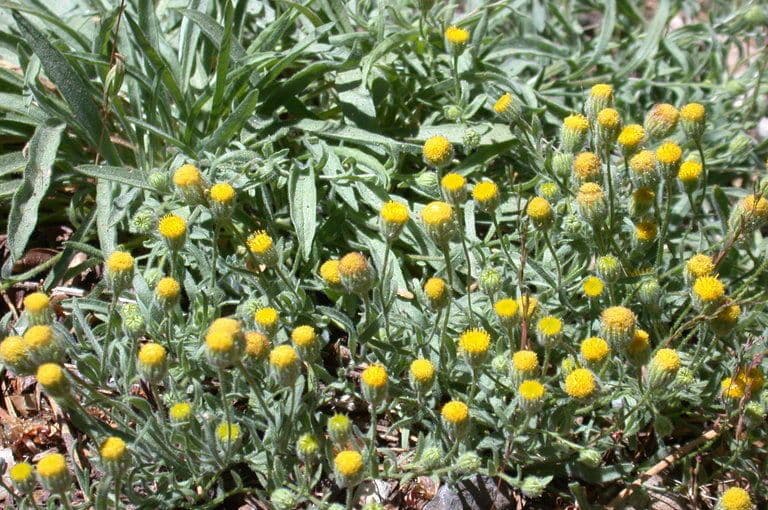 Fleabane 3