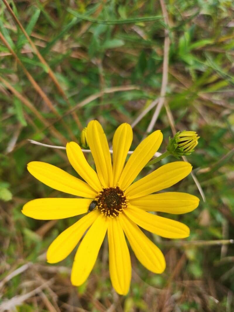 Schmalblättrige Sonnenblume