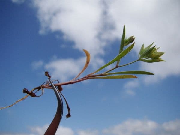 Bupleurum di Balden 26