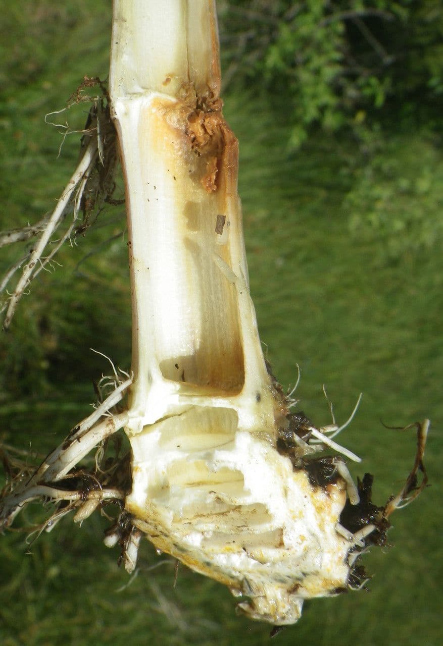 Wasserschierling 25