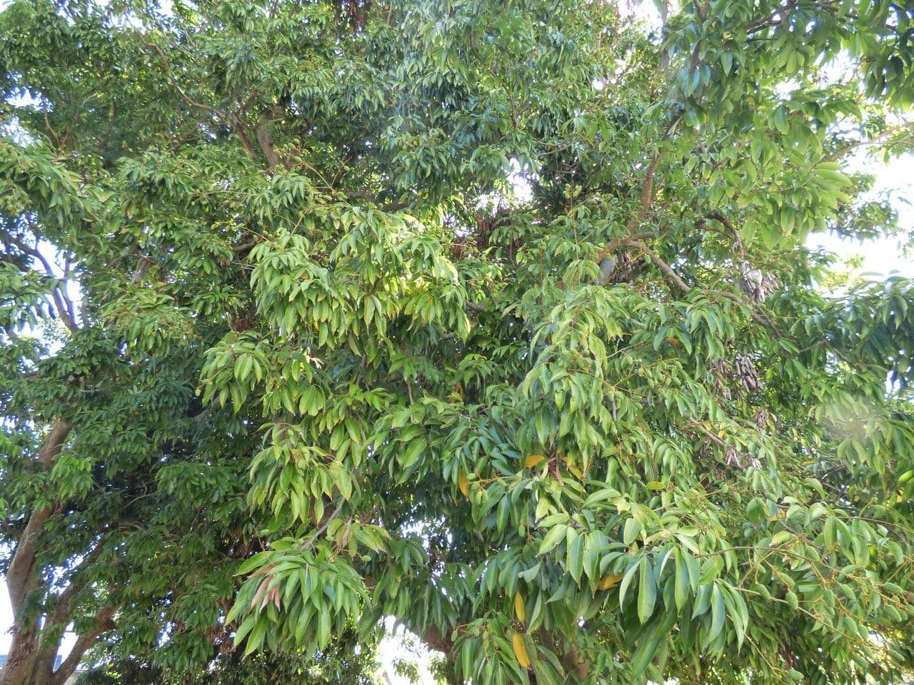 Litchi 14