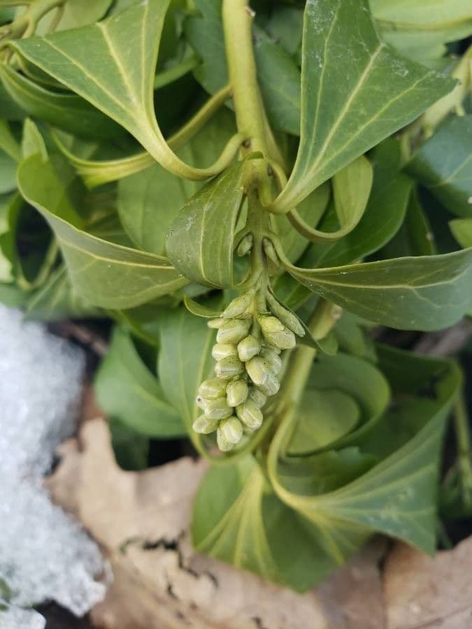 Pachysandra terminale 2