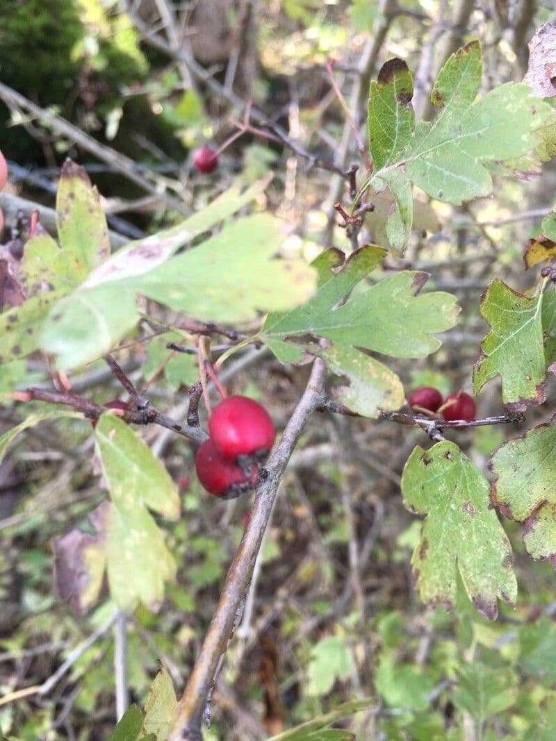 Azzarola 4