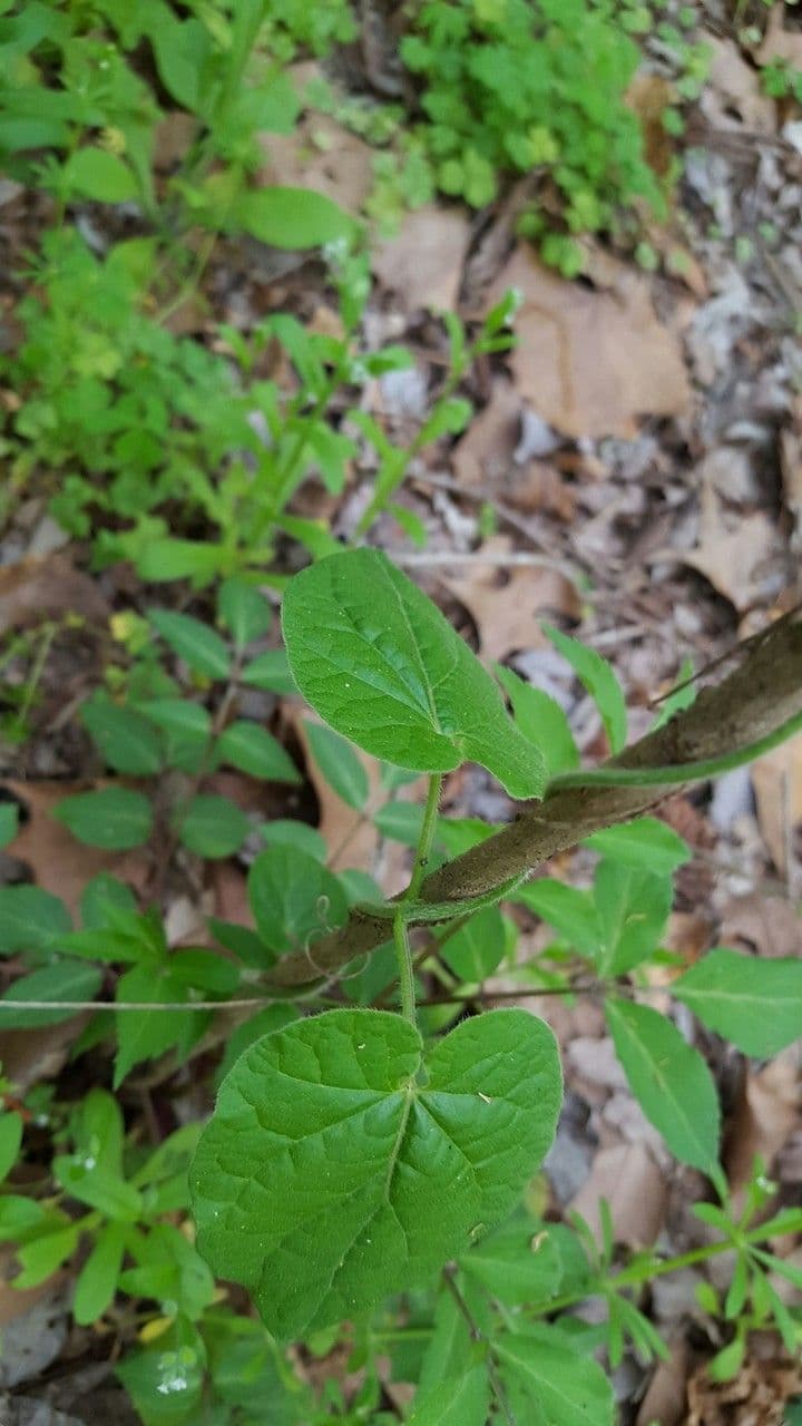 Matelea 5