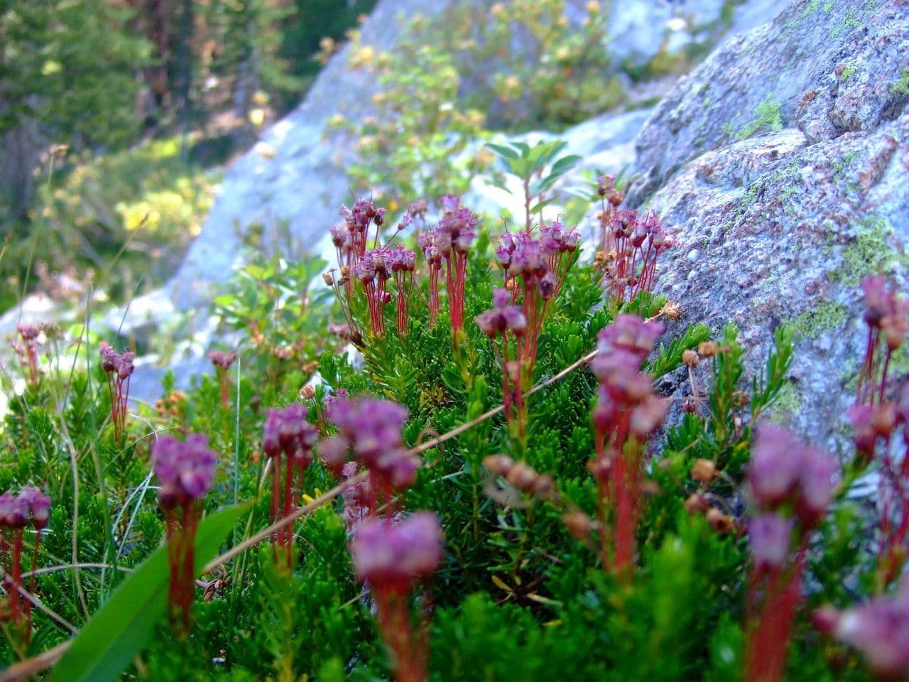 Phyllodoce rosata 7