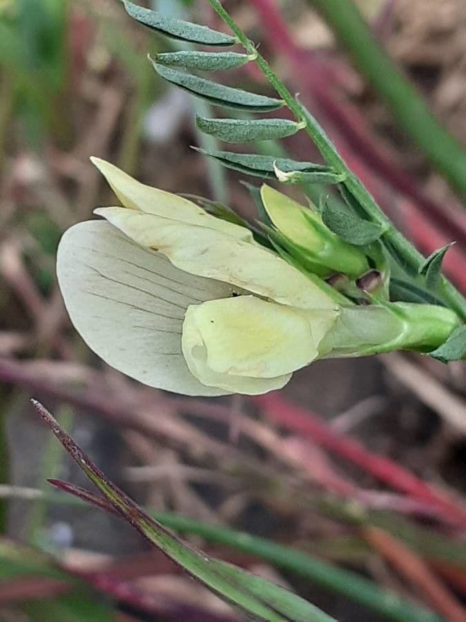 Vesce jaune 6