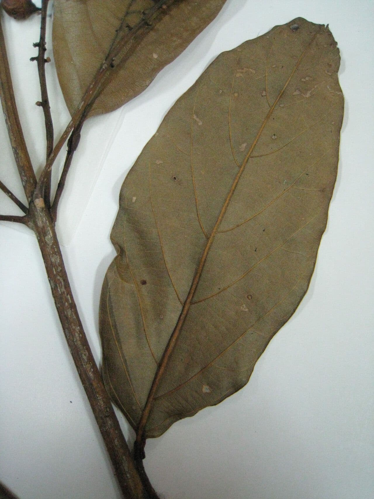 Citharexylum