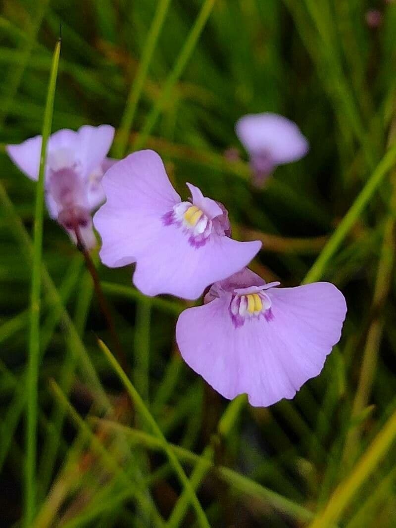 Utricularia