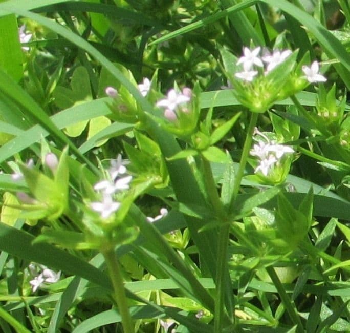 Stenaria nigricans 6