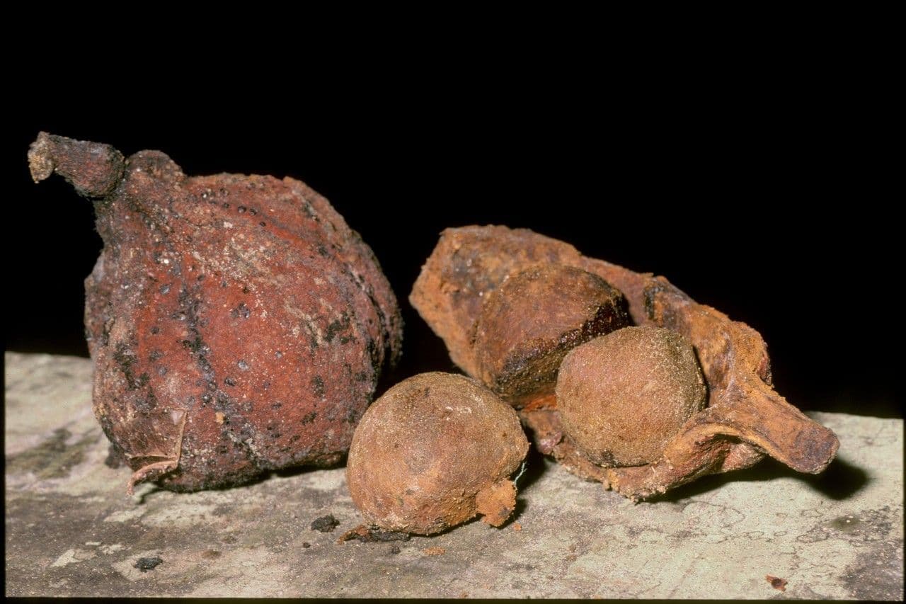 Carapa