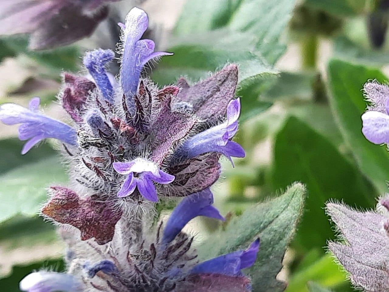 Ajuga orientalis 3