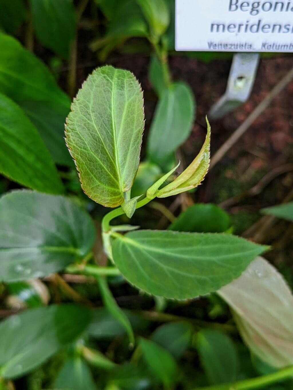 Begonia
