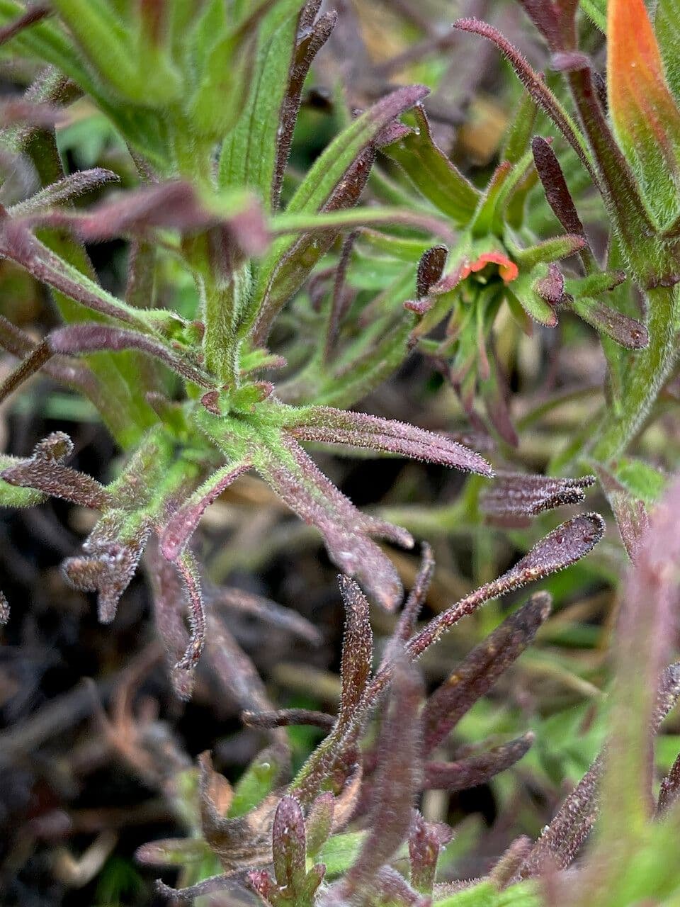 Prestup západný 15