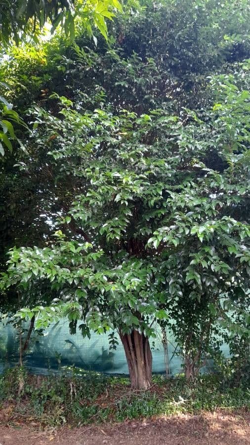 Mouriri de Guyane 7