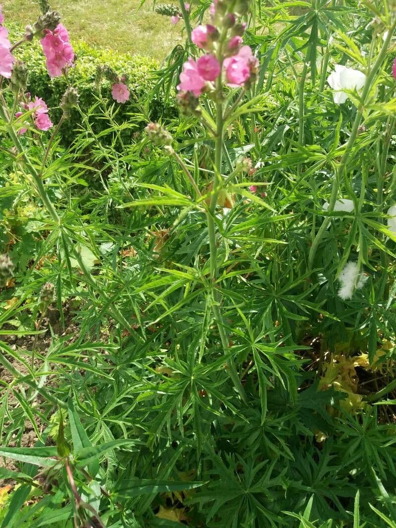 Sidalcea Cusicka 9