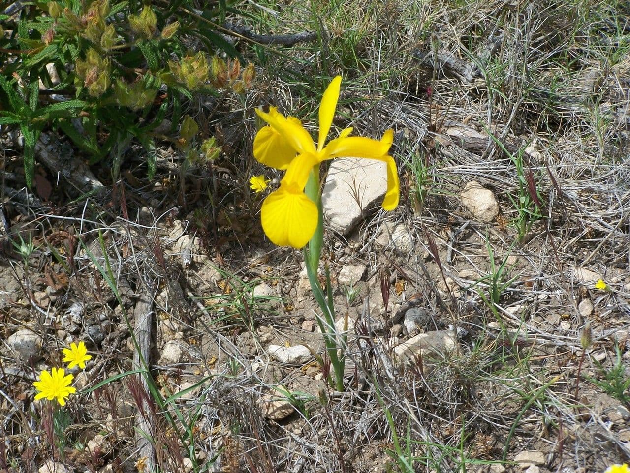 Iris jonc 4