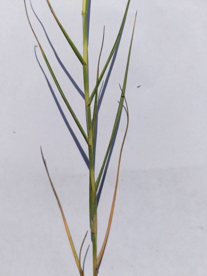 Distichlis spicata 17