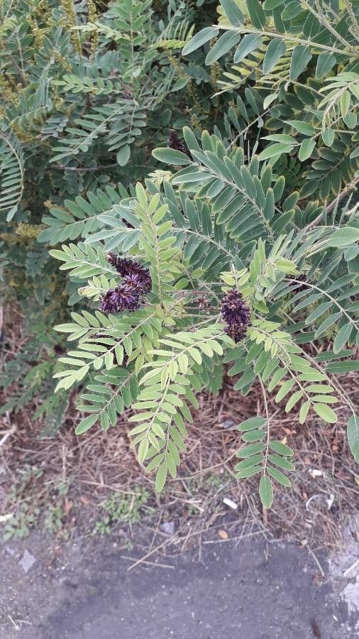 Leadplant 17