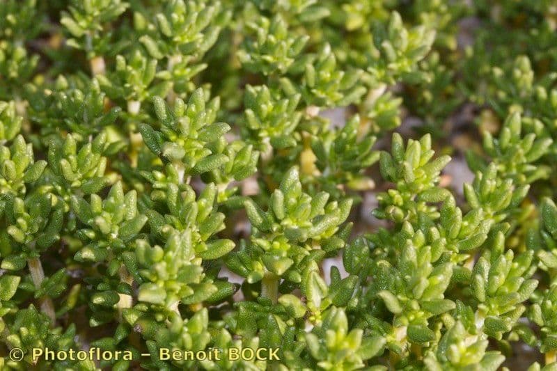 Thymus carnosus 15