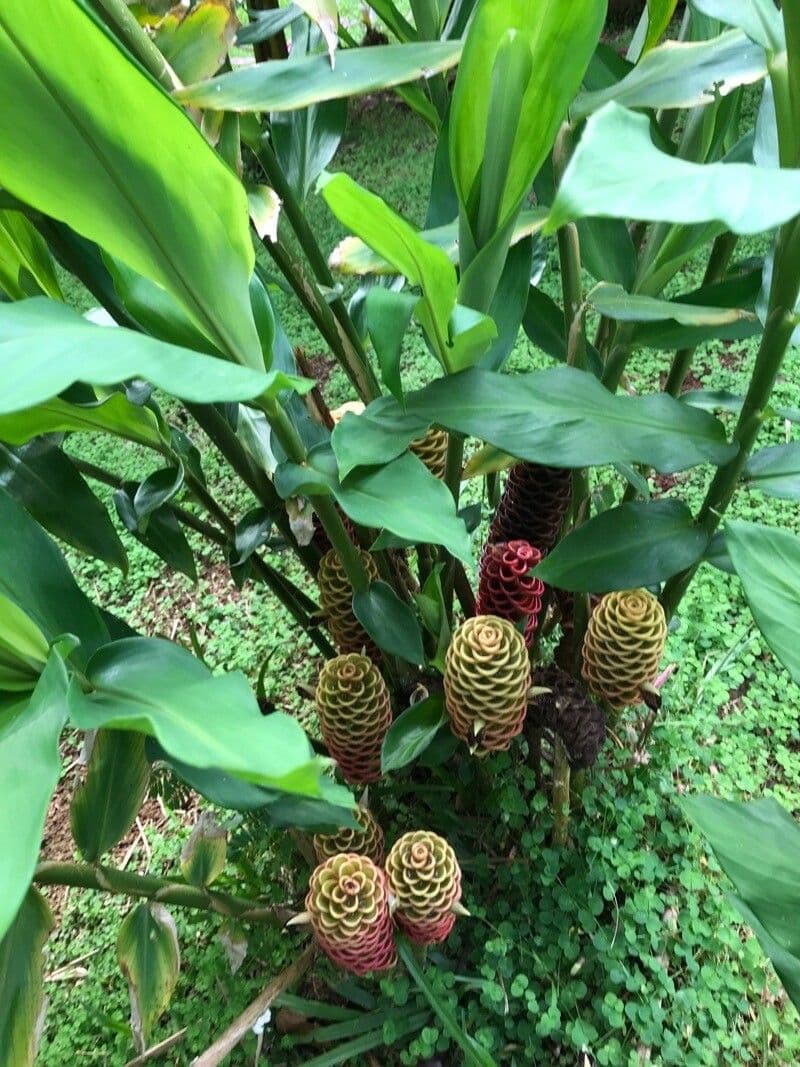 Zenzero alveare 14