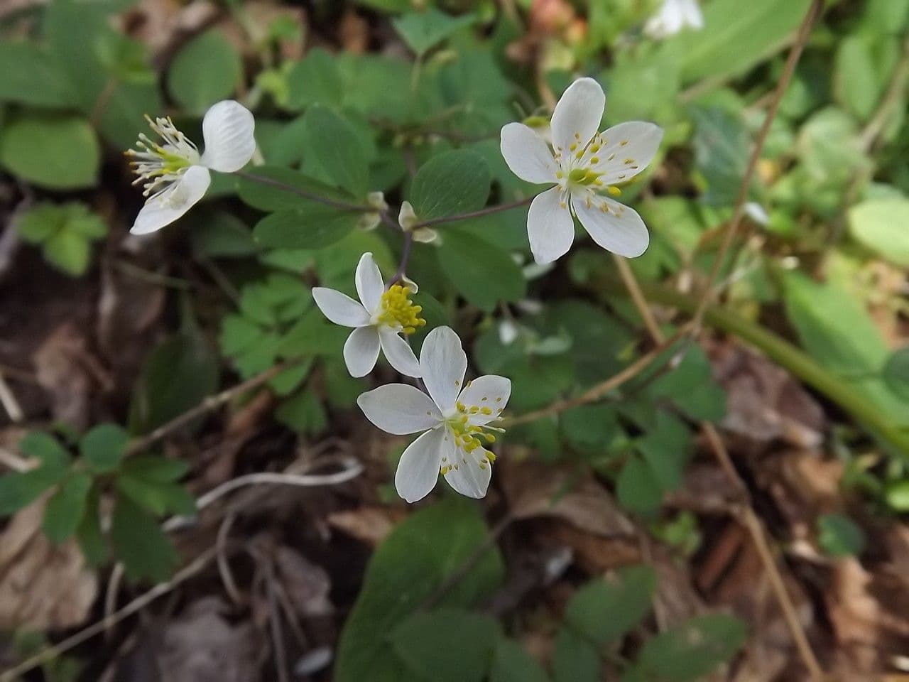 Glockenblume 21