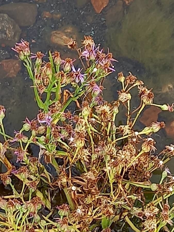 Galatella sedifolia 2
