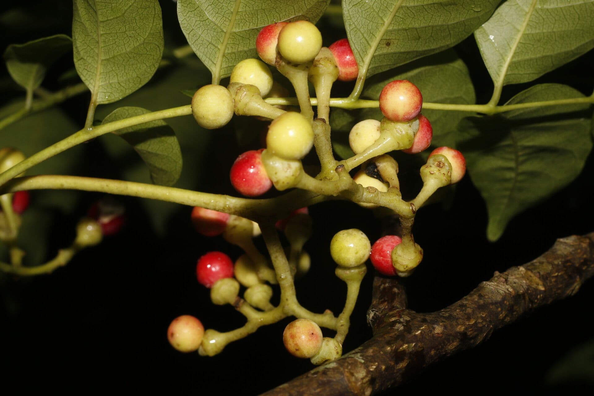 Quassia amara 5