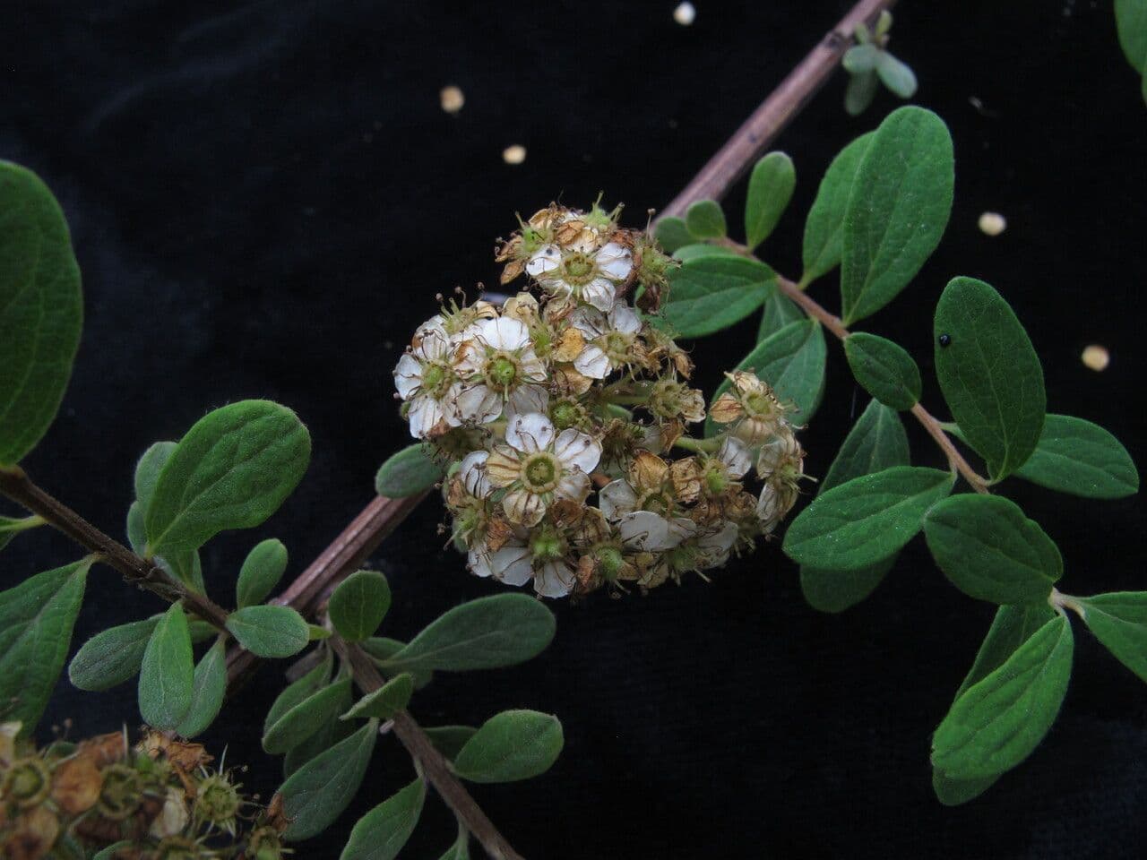 Espirea 6
