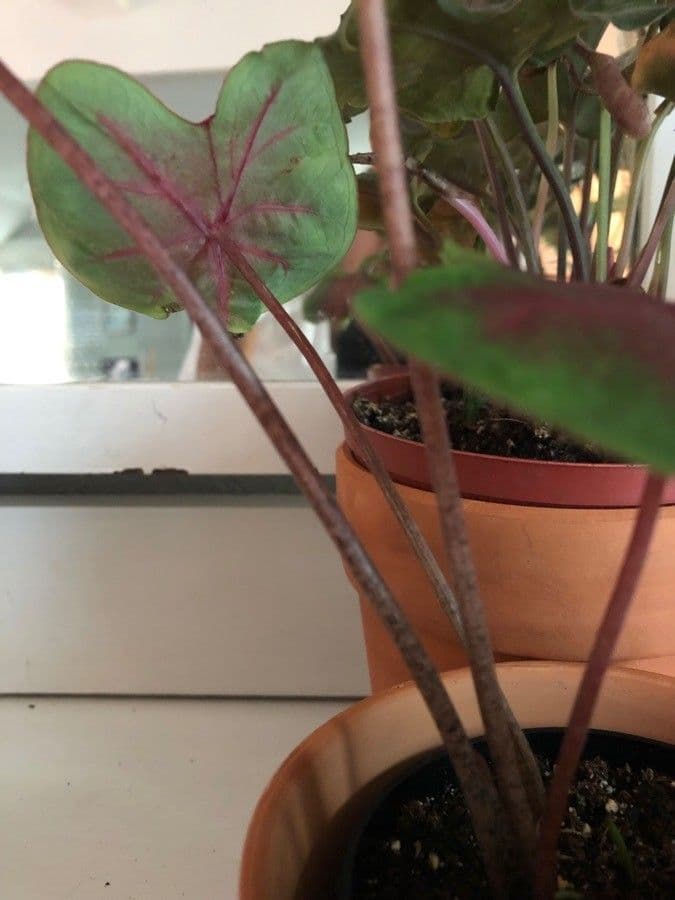 Caladium 10