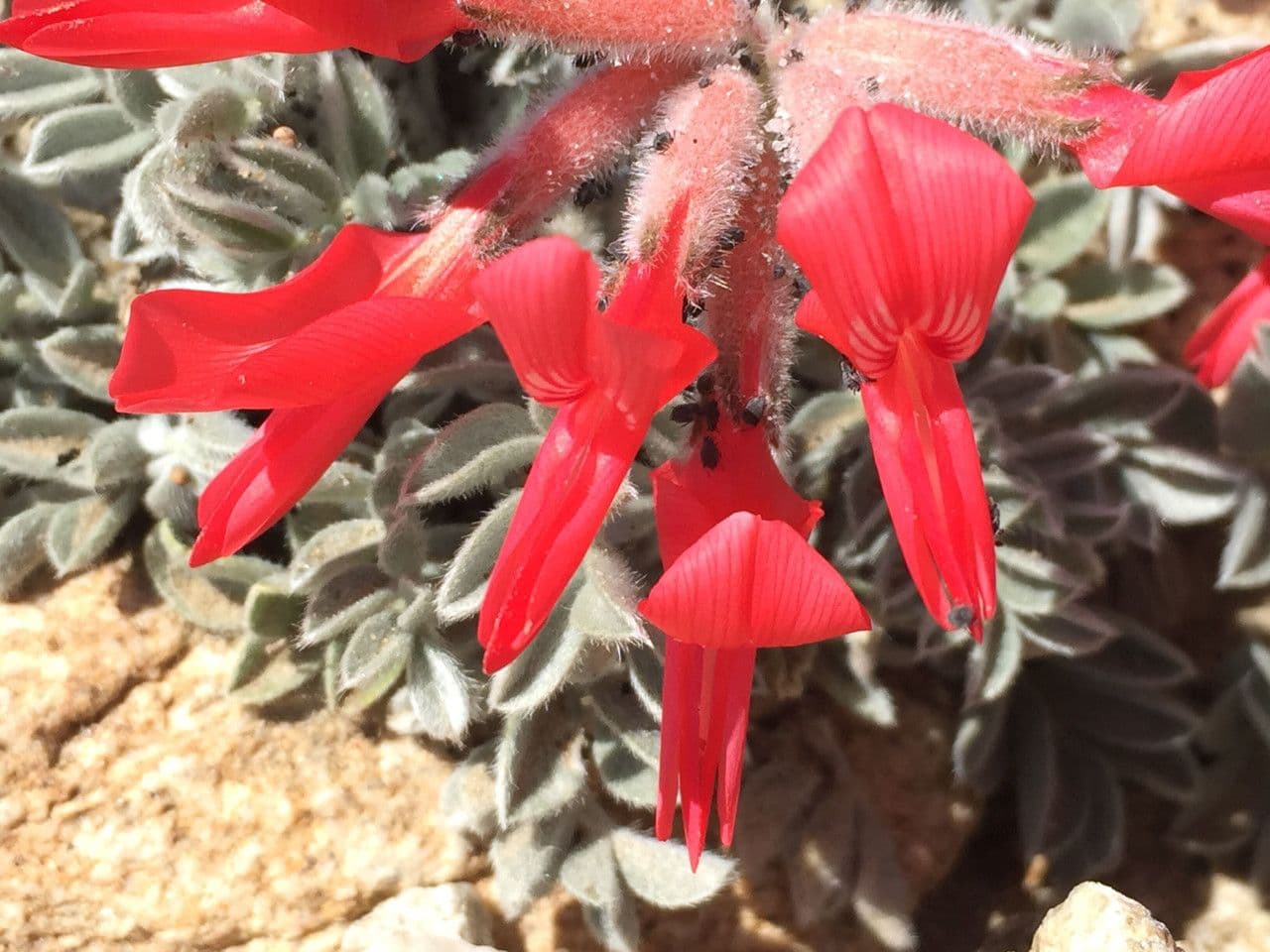 Astragalo scarlatto 2