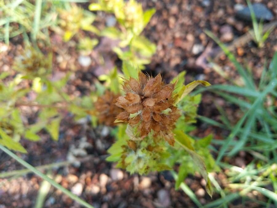 Kleinblütiger Drachenkopf 2