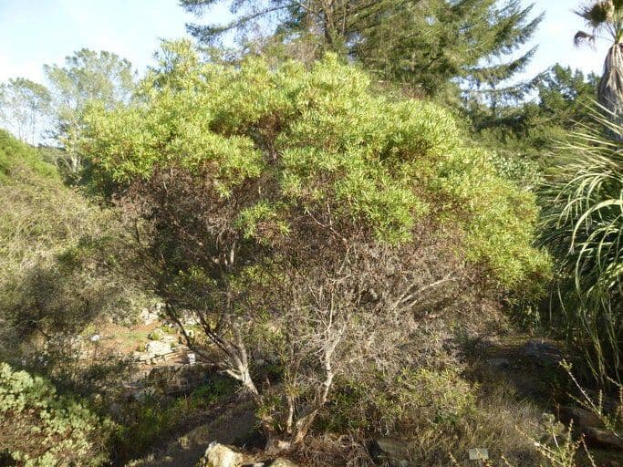 Ornithostaphylos 2