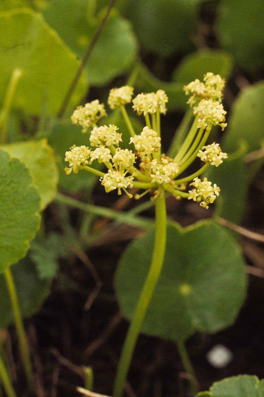 Hierba de San Guillermo 3
